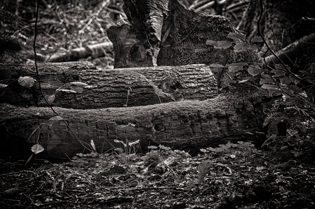 Moss on log